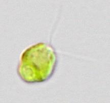 background grown in TAP-NH 4 medium at ~30 μmol photons m 2 s 1. lack bars = 2 µm.