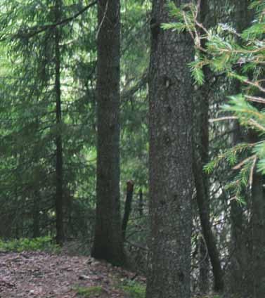 B Avsändare: Orsa Besparingsskog, Box 55, 794 21 Orsa Kungörelse Jordägarstämma 22 maj 2012 Ordinarie vårstämma med Orsa Besparingsskog kommer att hållas i Hembygdsgården tisdagen den 22 maj 2012 med