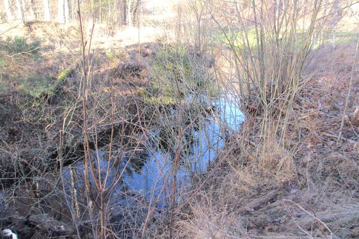 Bottenfauna i Kalmar län 216 Vattensystem: Vattendrag/namn: Provpunktsbeteckning: EMÅN Skärvån, Kängesbo BF18 Provdatum: Lokaltyp: Bäck 216113 Naturligt/grävt: naturligt Koordinater x: 634365 y: