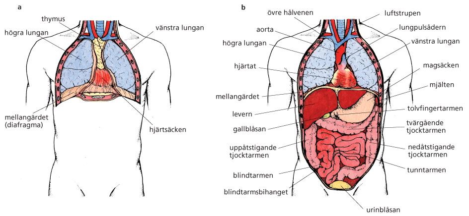 Brösthåla och bukhåla ( I ) a Främre bröstkorgsväggen har tagits bort och lungsäckarna har delvis avlägsnats för att visa lungorna, thymus och hjärtsäcken.