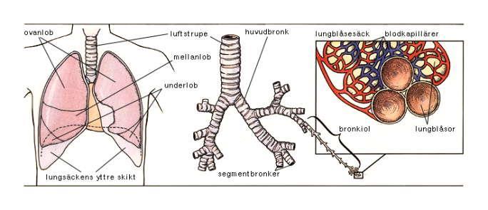 Luftstrupe, luftvägar och lungor Lungorna är inneslutna i de dubbelväggiga lungsäckarna, vilkas yttre skikt