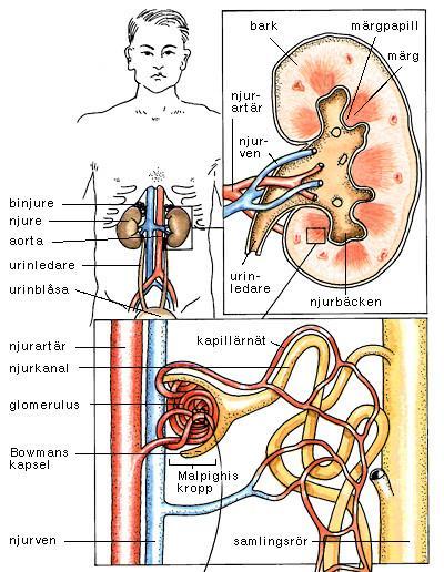 Njure Överst till vänster: njurarnas läge i kroppen. Överst till höger: den främre hälften av vänstra njuren har tagits bort, och det öppnade njurbäckenet är synligt.