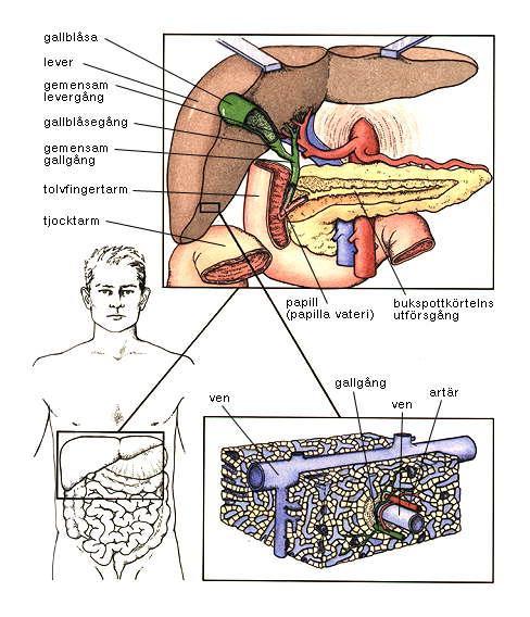 Gallgångar och bukspottkörtels utförselgång Överst: leverns främre, nedre kant har lyfts upp av två hakar för att visa gallgångarna från