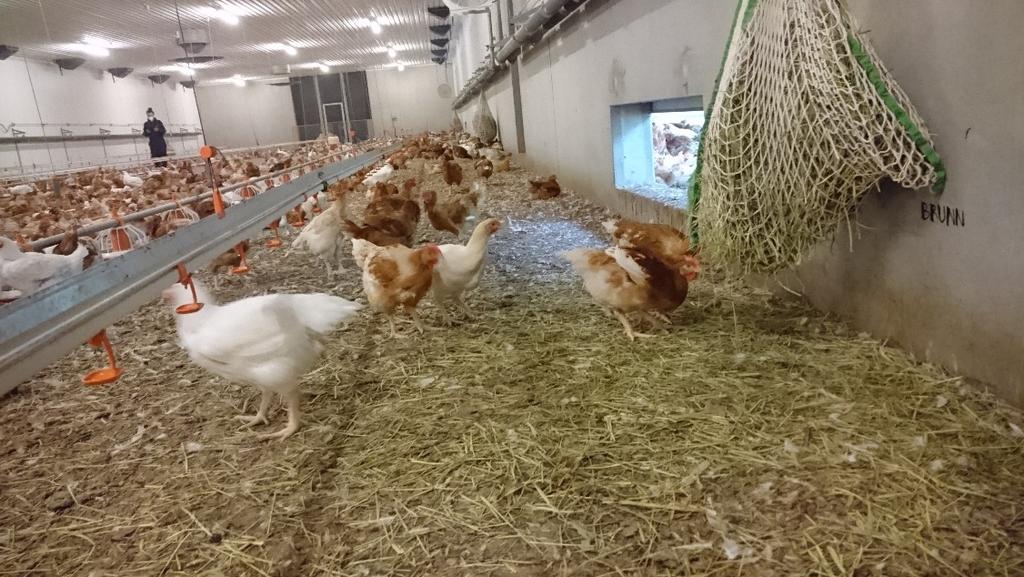 Miljöberikning i form av hösilage i hönät.