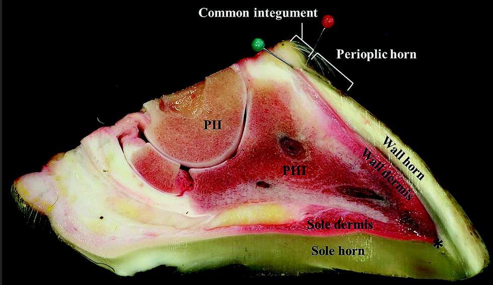 Köttklöven finns under klövkapseln; mjuk struktur är en levande subkutan vävnad med tät blodkärls- och nervsystem