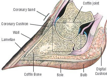 Elastiska putan eller digital cushion börjar från mitten av klövbenets botten och är mellan klövbenet och köttklöven, mycket fettrik vävnad omger