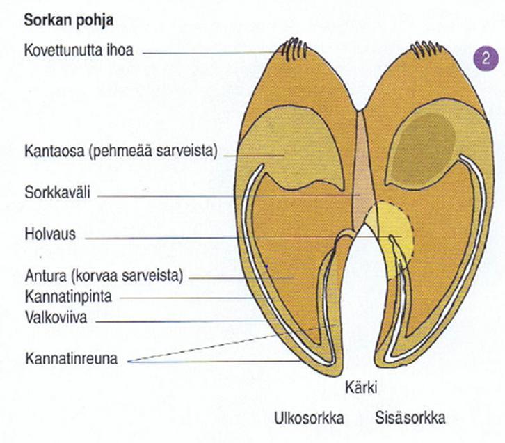 Junni, piirros TopAgar Fachbuch, 2003 Framfoten är olika bakfoten, i framfoten är innerklöver lite större och i bakfoten tvärt