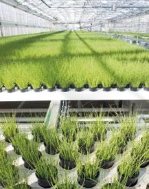Inom färdigskurna grönsaker är STC GreenFood marknadsledande i Norden och har den största produktionskapaciteten inom fresh cut. Huvudmarknaderna är Sverige, Finland och Danmark.