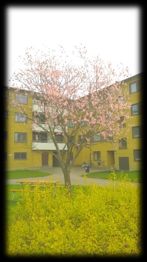 Fastigheten Fastighetsbeteckning: Drivbänken 1 Antal lägenheter: 191 Totalt BOA + LOA: 13 018 m 2 Varav lägenhetsyta: 12 930 m 2 Varav lokalyta: 88 m 2 Lägenhetsstorlekar: 1 RoK 29 st 2 RoK 72 st 3