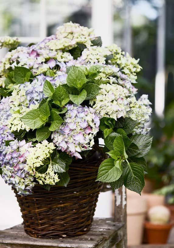 HORTENSIA Hortensia blommar på sensommaren med imponerande,