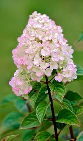 Stark och tålig sort med blommor som håller länge och skiftar från limegrönt över till ljusrosa, cerise och sist till