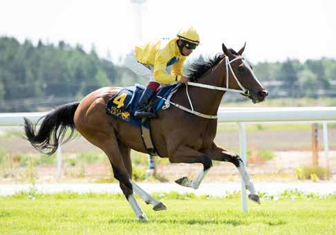 Champagne Taittinger Svealandlöpning Svealandlöpning rids nu över 1400 meter gräs och är öppet för alla tvååriga hästar. Deltagarna utses genom handicapvärdering och vi har två engelska gäster med.