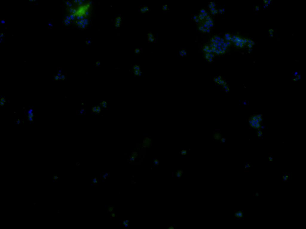 DPI DN stain FITC merge MS11 (WT) MR600 (trak-flg3 + ) 1 µm Figure S8.