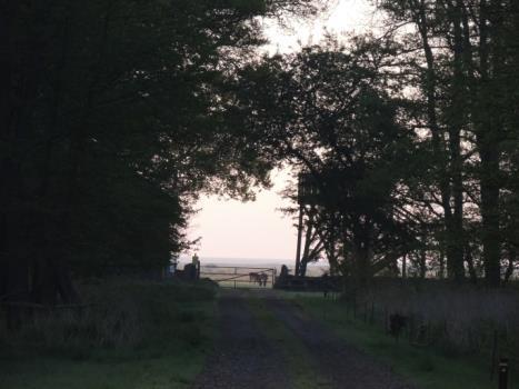 Intressant att notera var att vi, trots att Öland var mycket välbesökt av skådare, inte siktade en enda kollega vid denna tidiga timme. Kanske hade alla andra nattskådat?