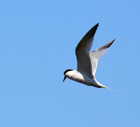 Notabla arter ute på Schäferiängarna var skärfläcka och kustpipare. Som bonus fick vi även se en svartkråka dra förbi Södra lundspetsen ner mot udden i sällskap med en vanlig gråkråka.