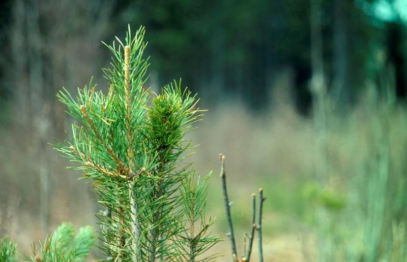 ÄBIN Västerbotten 212 Skogsstyrelsen