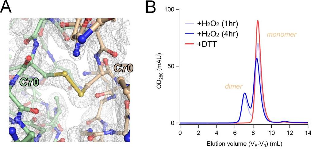 Fig. S4 A) Structure (stick models) and 2Fo-Fc maps (1.5 σ) around Cys70. B) AnkG s ability to form a disulfide bond in solution was examined.