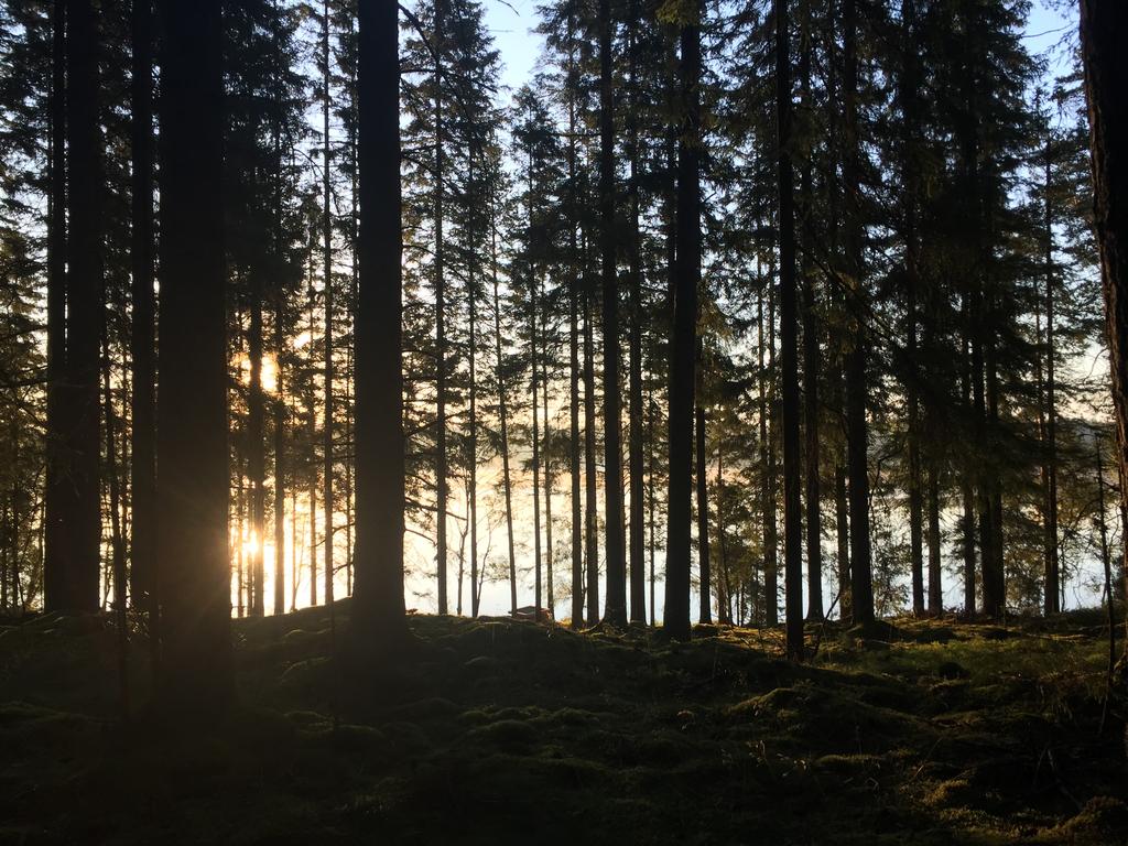 riktlinjer för