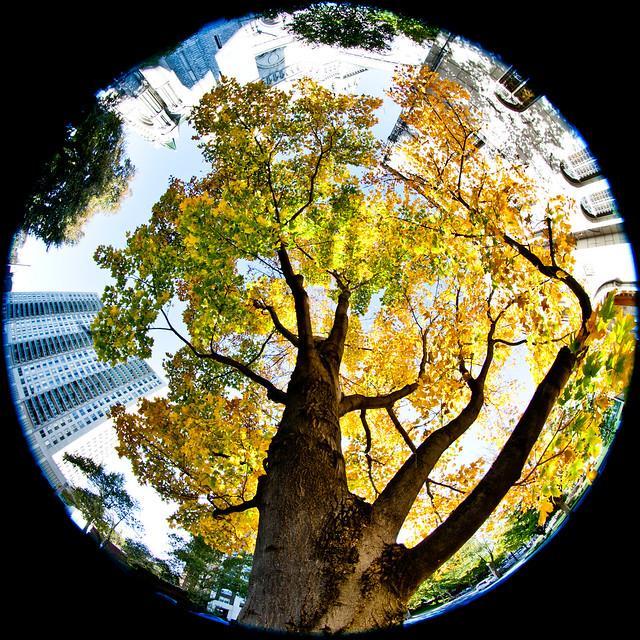 Fakulteten för landskapsarkitektur, trädgårdsoch växtproduktionsvetenskap Värdet av träd - Hur trädkronstäckning kan användas för att värdera urbana träds reglerande ekosystemtjänster The