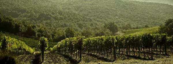 stället. Idag har Villa Poggio Salvi 21 hektar vingårdar i Montalcino, alla planterade med kloner av Sangiovese Grosso.