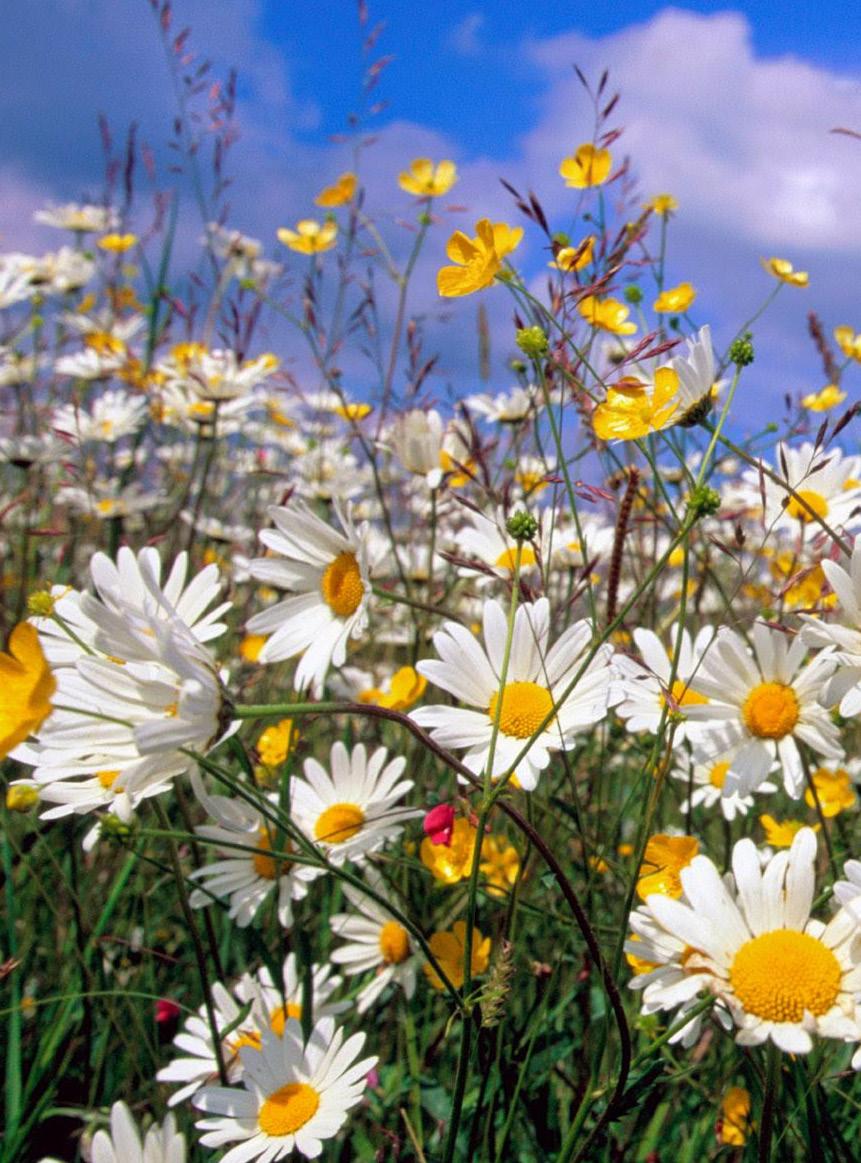Tillsammans gör vi en fest! Hjälp oss att göra den riktigt bra: Jumkils IF arrangerar midsommarfirandet på Ullerängen. Det är en rolig tradition, men även en viktig inkomstkälla för föreningen.