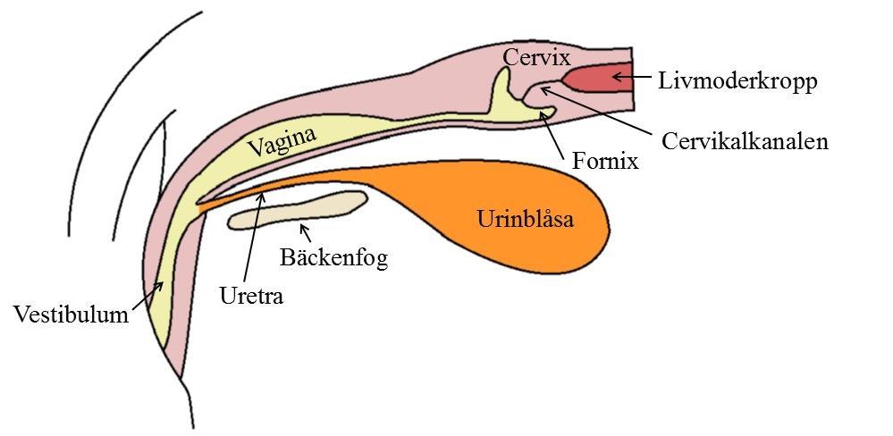 LITTERATURÖVERSIKT Tikens reproduktionsorgan Ovarium Tiken har två äggstockar som är belägna kaudalt om respektive njure i bukhålan. Äggstocksfickan hos tik täcker äggstockarna helt.
