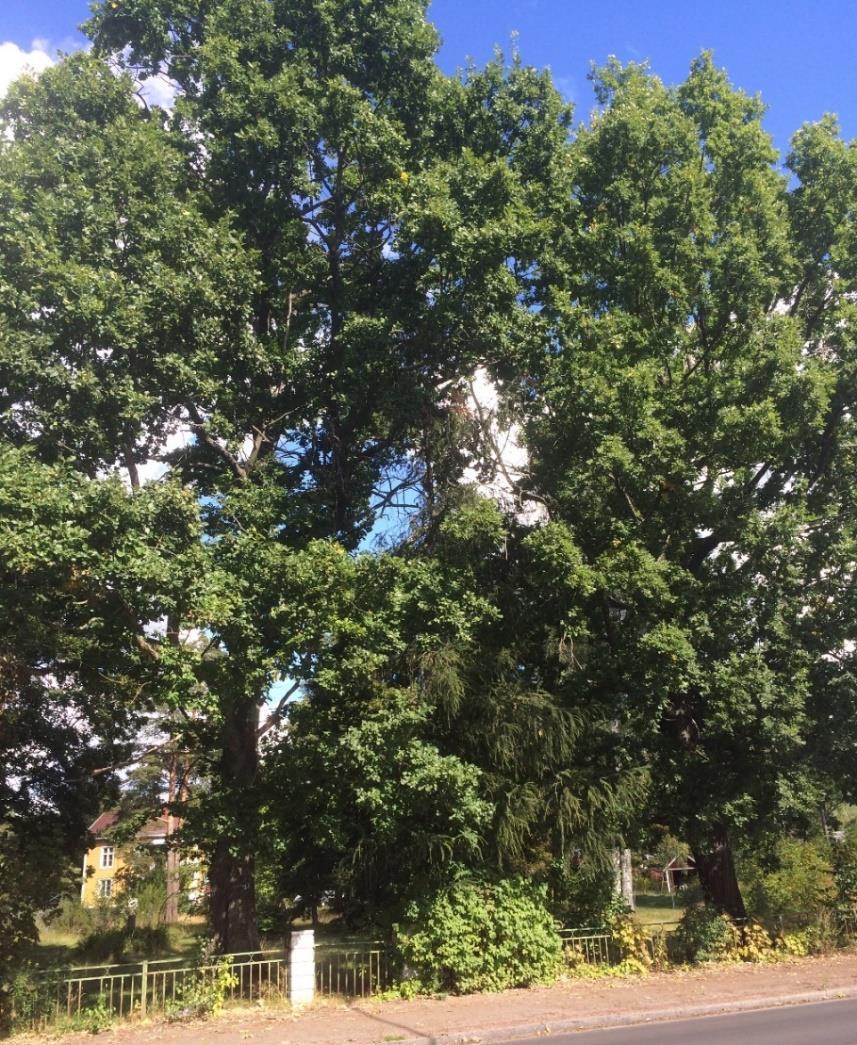 Ludvika Kommun Planbeskrivning Gonäsvägen - Snöåvägen 11(26) 6.3.2 Naturmiljö Inom aktuellt planområde finns vissa naturvärden och det gäller främst olika typer av träd.
