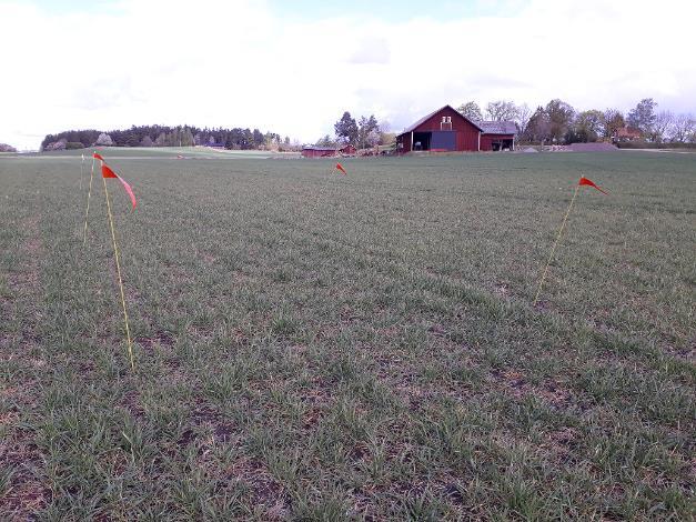 Bild 1. Nollrutor på fält E1 Metsjö (vänster) och E6 Ullekalv (höger) 3 maj 2019.