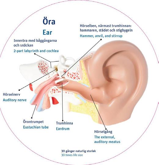 Lärarfacit: En doft kan mer än andra intryck ge upphov till starka känslor och därmed också till starka minnen som har med doften att göra.