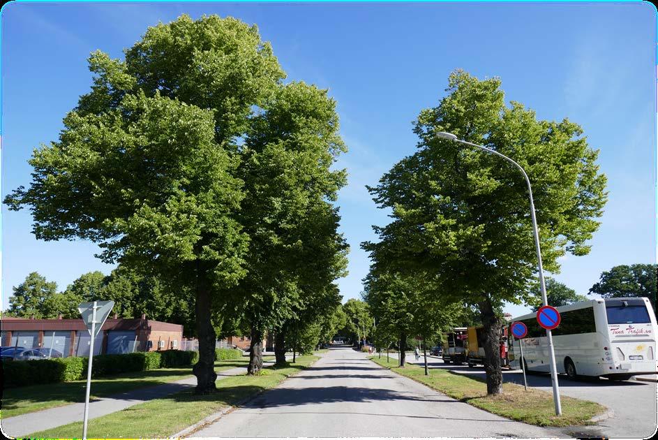 Ekonomisk trädvärdering vid Rothoffsvägen, Eskilstuna augusti 2017 Svartsjö