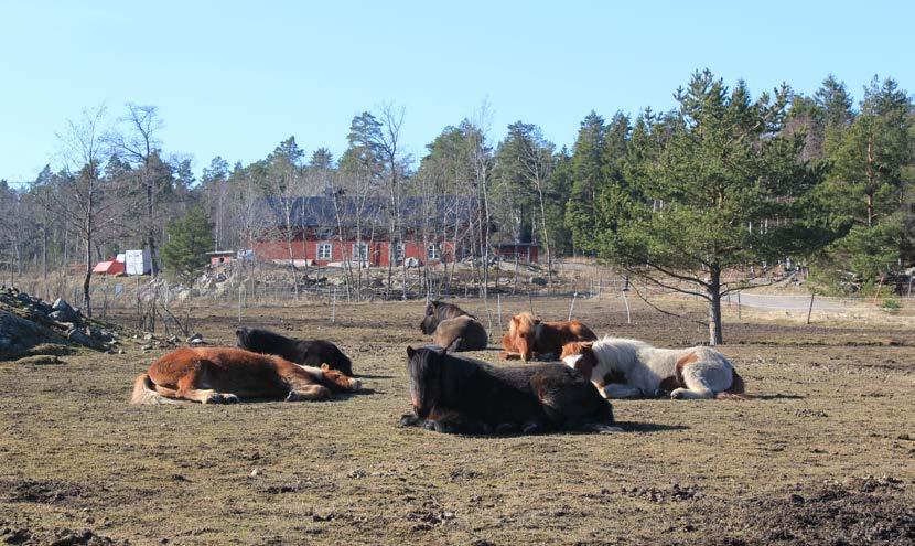 Fakulteten för veterinärmedicin och husdjursvetenskap Institutionen för anatomi, fysiologi och biokemi Hästhållning En jämförelse av olika system Denise Marklund