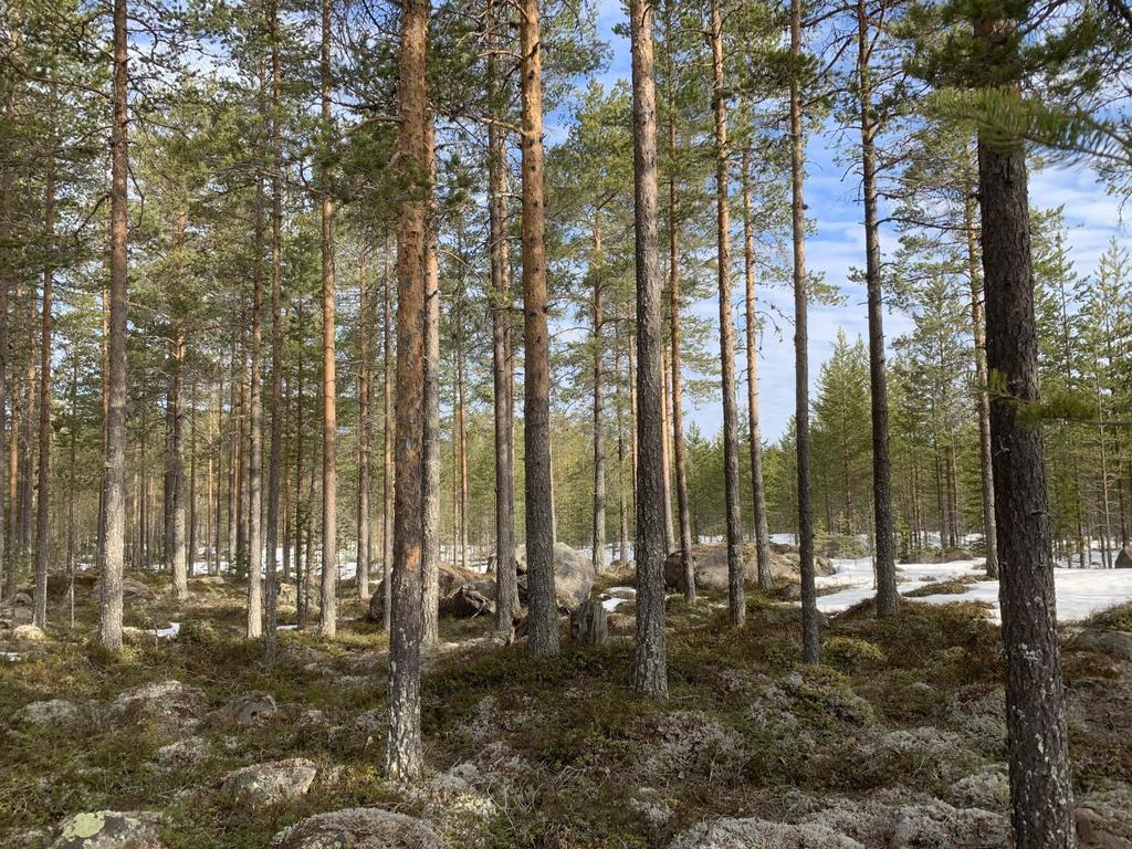 Skog i Mora - Häradsarvet Mora Häradsarvet 150:1 Chans att satsa på skogsägande genom denna lättillgängliga investeringsfastighet med åtkomst via Garbergsvägen samt Lisslarsvägen.