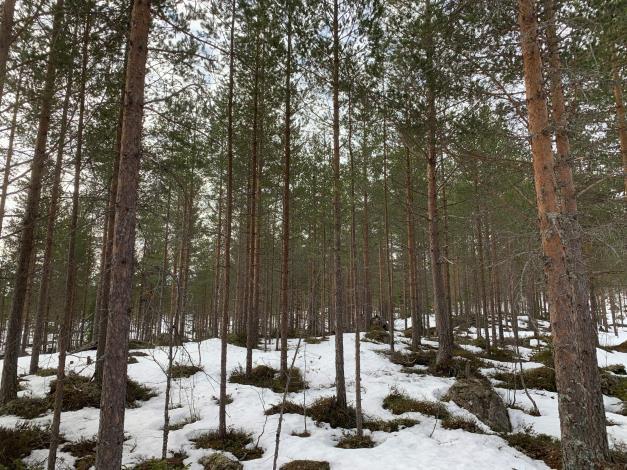 Skogsmark På fastigheten har det upprättats en skogsbruksplan under januari 2016 av Mellanskog. Skogsbruksplanen har påförts teoretisk tillväxt till 2018.