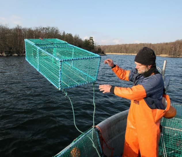 Genomsnittliga fångster i burar satta i länken med 5 meter mellan burarna var 5,3 torsk per bur gentemot 5,7 torsk per bur i de burar som sattes med 1 meter mellan burarna.