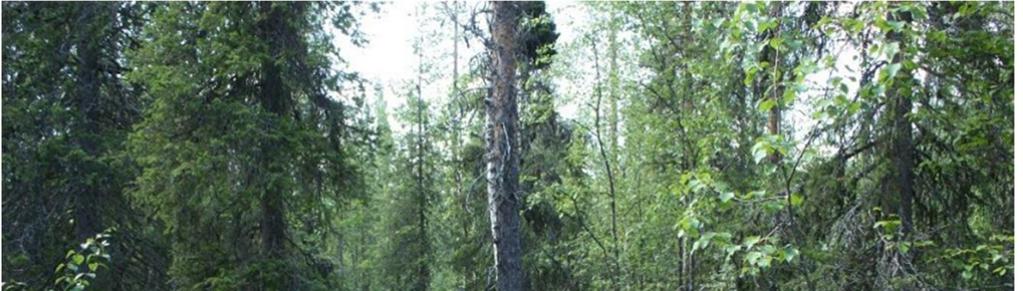 Figur 9, Granskog på frisk mark av blåbärsris-typ förekom