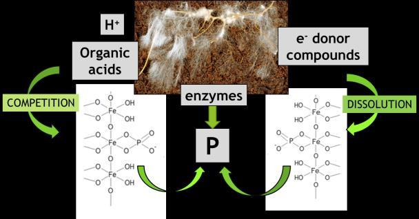 Utbyte Järn upplösning Mykorrhizan frigör fosfor