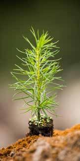 Så här gör du! Plantera djupt! Det vanligaste felet vid plantering är att man inte sätter plantorna tillräckligt djupt.