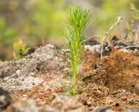 Då minskar risken för att snytbaggar eller andra skadeinsekter angriper plantan. Dessutom minskar konkurrensen från annan vegetation.