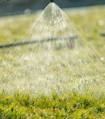 Hur många plantor? Det är markens produktionsförmåga som avgör hur många plantor du ska plantera. På bördig mark planteras fler plantor än på en mager mark.