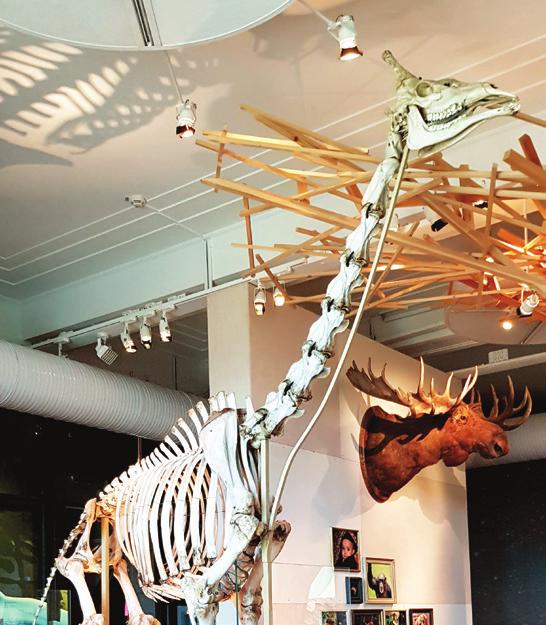 Alla landlevande ryggradsdjur härstammar från dem och skelettet i deras fenor har blivit en grundplan för ryggradsdjurens ben och fötter. B. SKELETTEN Jämför skelettet från giraffen och människan.