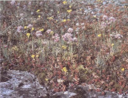 Vegetationen på Ölands alvar är för svenska förhållanden en god förebild för alla typer av extensiv takvegetation. Här finns växtsamhällen för alla förhållanden från 1 cm till 15 cm jorddjup.