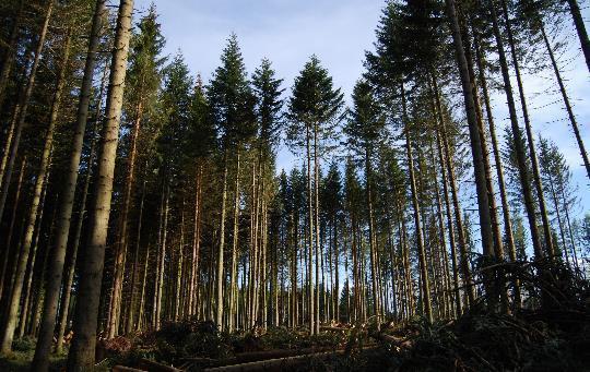 Växtskadegörare i terrestra miljöer Foto: