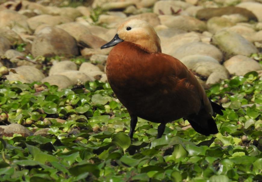 2, 300 Chitwan NP 28.2 och 25 Kosi Barrage 3.3. Observerad 6 dagar totalt Rostand. Chitwan NP. Foto: Göran Pettersson 4 Cotton Pygmy Goose Nettapus coromandelianus coromandelianus (Bomullsdvärgand) 20 Lake Barju 6.