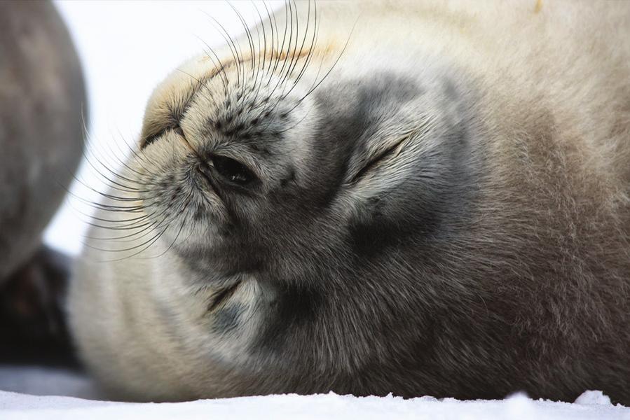 Ta dig tid att smälta alla de intryck som de senaste dagarna bjudit på. Dag 14 28 jan Port Stanley, Falklandsöarna (Storbrittanien) Idag får vi fast mark under fötterna igen.