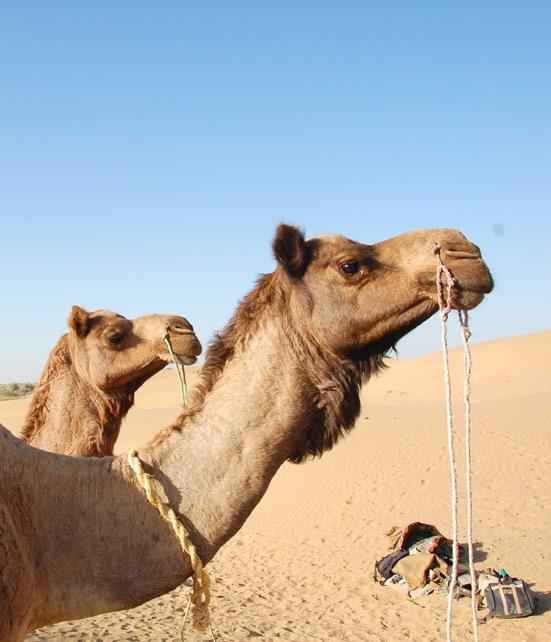 Det enklaste sättet att hitta billiga biljetter med kort flygtid är att leta via en resesajt på nätet. Att flyga till New Dehli eller Bombay är billigast, t/r från ca 5 000 kronor. S www.destination.