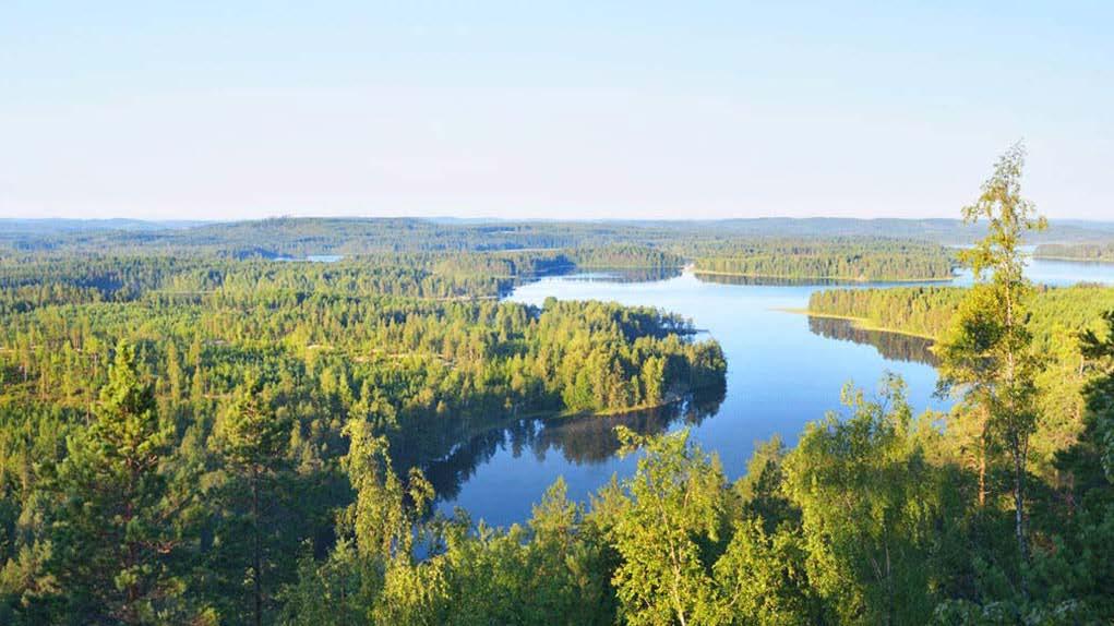 Uppföljning av skogsprogrammen Nyland