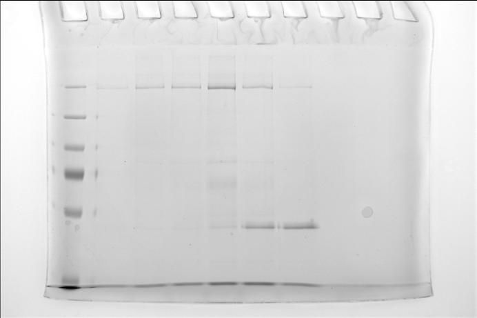 respectively were the purest. Each fraction was 2ml, yielding about 0.25mg CFTR in these fractions.