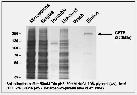 Supplementary Figure 2 Chicken-CFTR Purification by Ni-NTA