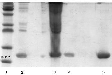 Lanes: 1- IMAC-Unbound material (after thrombin cleavage of the His-tag), 2- Retentate of a 50 kda cut-off concentrator, 3- Filtrate of the concentrator, 4- Final concentrated complex showing the two