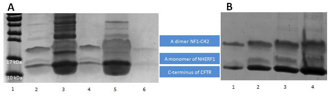 Supplementary Figure 5: Co- expression and co- purifica:on of untagged NHERF1 PDZ1 and tagged CFTR C- terminal pep:de: Mass spectrometry data